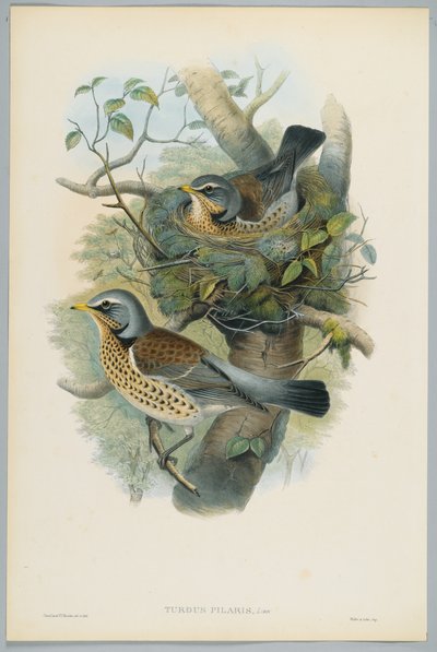 Turdus Pilarus  -  Juniper Thrush，由HC Richter雕刻 作者 约翰后古尔德