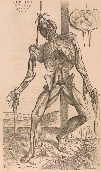 De humani corporis fabrica Of the Structure of the Human Body, 1555. 作者 卡尔卡的约翰