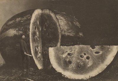 男子切西瓜，1898-1903年。 作者 约翰逊
