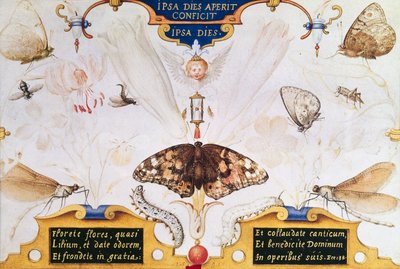 带花和昆虫的Diptych，1591（面板上的marouflage和羊皮纸） 作者 乔里斯·霍夫纳格尔