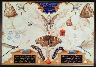 带花和昆虫的Diptych，1591（面板上的marouflage和羊皮纸） 作者 乔里斯·霍夫纳格尔