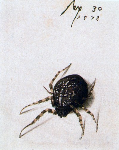 女蜘蛛，1578年 作者 乔里斯·霍夫纳格尔