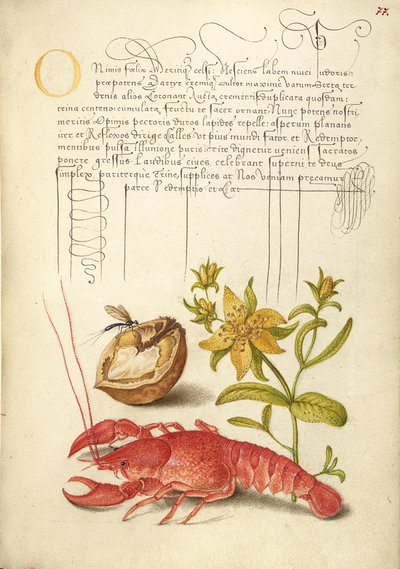 昆虫、英国核桃、圣约翰草和螯虾 作者 格奥尔格·博克斯凯