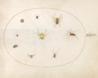 图版41：被八只蜘蛛包围的黄蜘蛛 作者 乔里斯·霍夫纳格尔