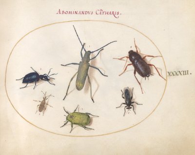 图版43：金花灰长角虫（？）、丹毒甲虫（？）、蟑螂、叶脚虫和其他昆虫 作者 乔里斯·霍夫纳格尔