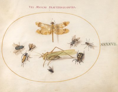 图版47：蜻蜓、蚱蜢、家蝇、腐尸甲虫、花长角甲虫和其他昆虫 作者 乔里斯·霍夫纳格尔