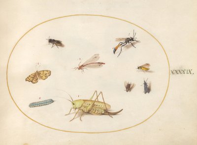 图版49：蚱蜢、毛毛虫、蝴蝶、飞蛾和其他昆虫 作者 乔里斯·霍夫纳格尔