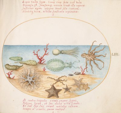 板块53：海参、珊瑚、章鱼、海星、鱿鱼和其他海洋生物 作者 乔里斯·霍夫纳格尔