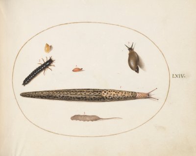 图版64：豹纹鼻涕虫、地面甲虫幼虫、鼠尾蛆和其他生物 作者 乔里斯·霍夫纳格尔