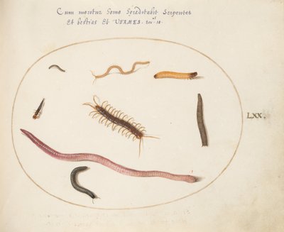 板块70：蠕虫、蜈蚣、千足虫和其他长形生物 作者 乔里斯·霍夫纳格尔