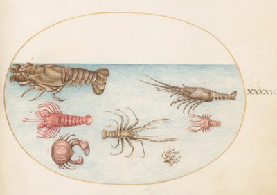 贝类，c.1575-80 作者 乔里斯·霍夫纳格尔