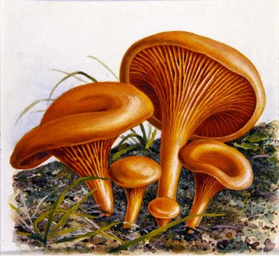 真菌研究（纸上水彩画） 作者 约瑟夫·弗莱施曼