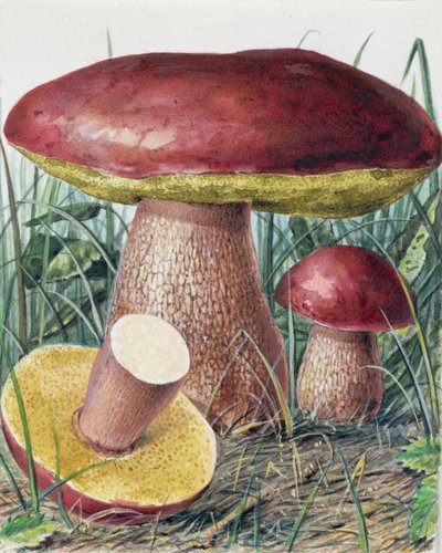 真菌研究 作者 约瑟夫·弗莱施曼