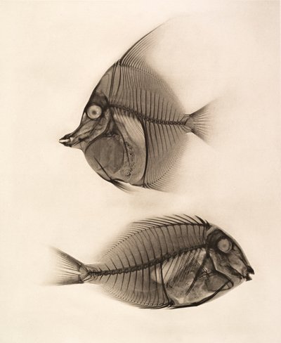 1896 年摩尔人偶像（Zanclus Cornutus）和蓝线枪鱼（Acanthurus Nigros）的历史 X 光照片（照片） 作者 约瑟夫·玛丽亚·埃德