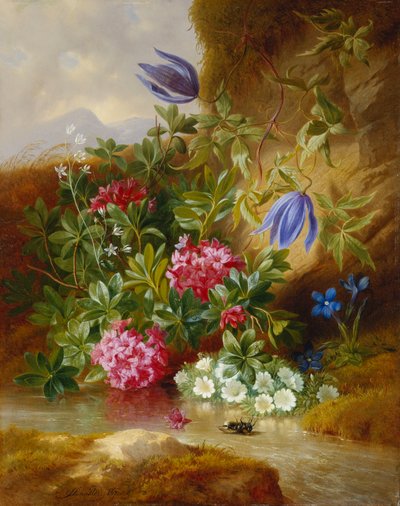 白花菜 作者 约瑟夫·舒斯特（Josef Schuster）