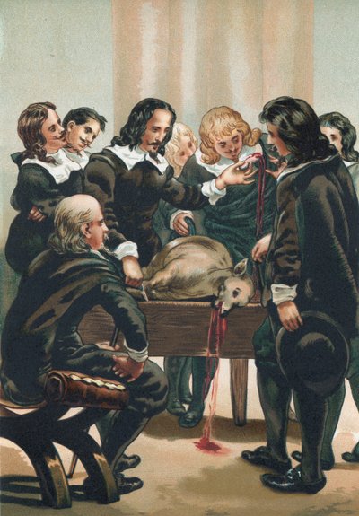 威廉哈维展示了血液的循环 作者 Josep或Jose Planella Coromina