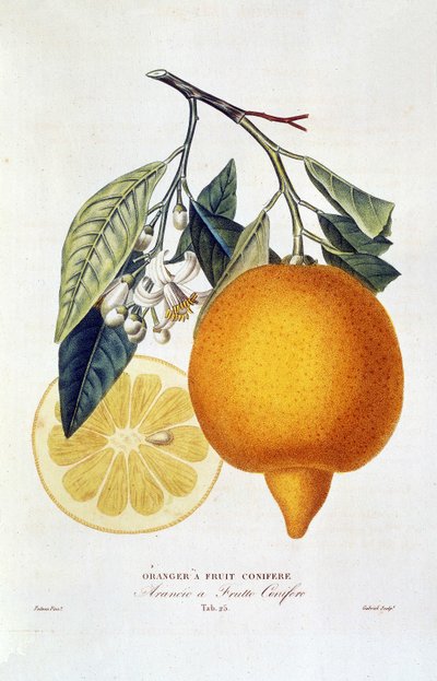 柑橘：开花的橘子树。"带针叶果实的橙树；Arancio a frutto coniferous"：整个橙子和橙片。植物图摘自 Joseph Antoine Risso 和 Pierre Antoine Poiteau 合著的《橘树自然史》一书 作者 Joseph Antoine & Antoine Pierre (1766 1854)（之后）里索