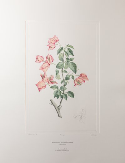 Bouganvillea spectabilis（Nyctaginaceae） - 图版 355，Banks