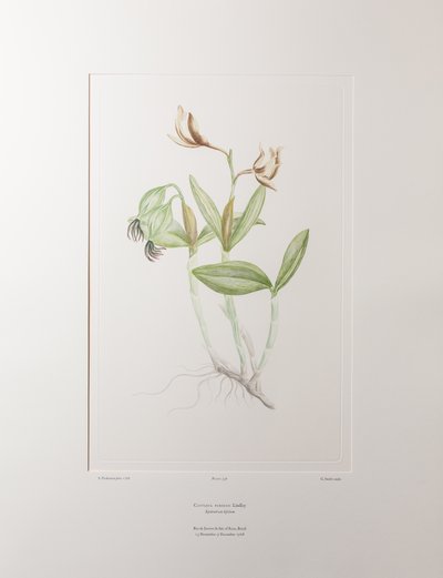 Cattleya forbesii（兰科） - 图版 358，Banks