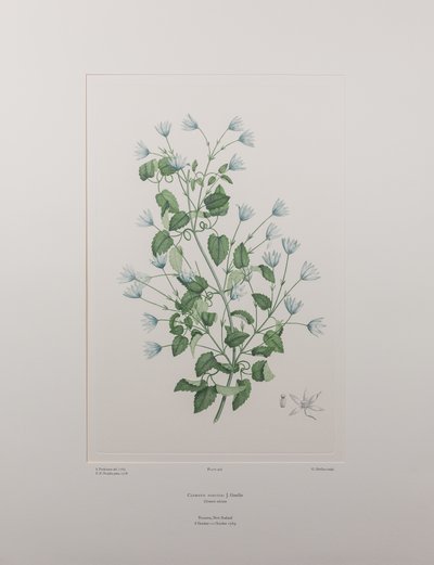 Clematis forsteri（毛茛科） - 图版 402，Banks