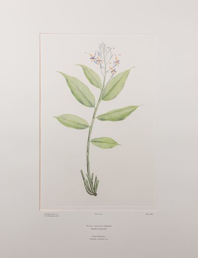Globba marantina（木贼科）--班克斯《花卉》第 390 版，约 1771-84 年（铜版纸雕刻）。 作者 约瑟夫·班克斯