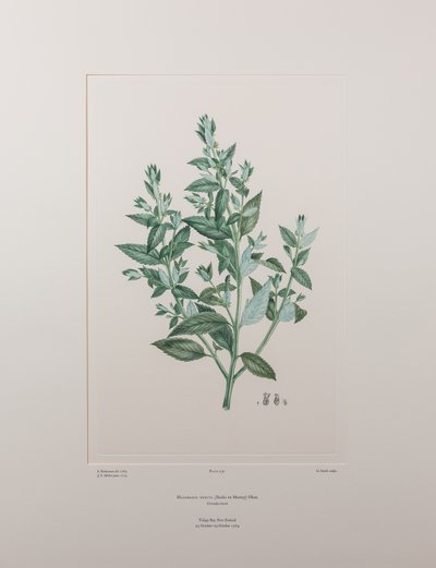 Haloragisecta（Haloragidaceae） - 图版 439，Banks