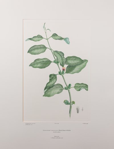 Lepeostegeres geminiflorus（罗兰科）--班克斯《花卉》第 386 版，约 1771-84 年（铜版纸雕刻）。 作者 约瑟夫·班克斯