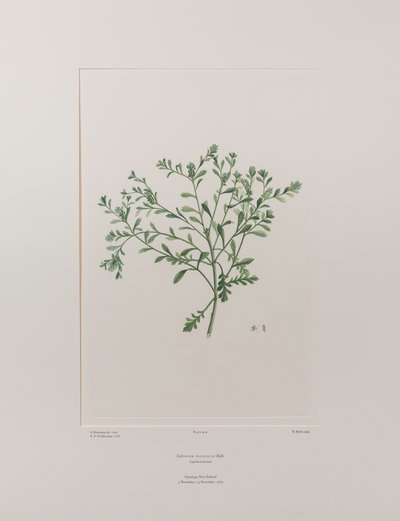 Lepidium flexicaule（十字花科）--班克斯《花卉集》第 409 版，约 1771-84 年（纸面铜版雕刻） 作者 约瑟夫·班克斯