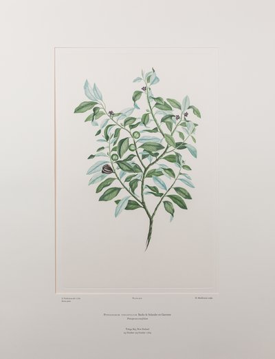 Pittosporum tenuifolium（海桐科） - 图版 412，Banks
