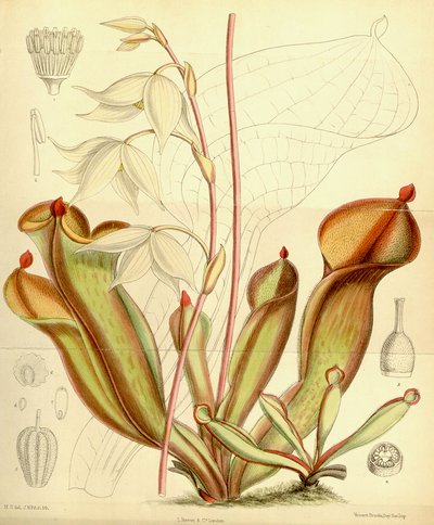 Heliampliora概率。 1890年 作者 约瑟夫·道尔顿·胡克