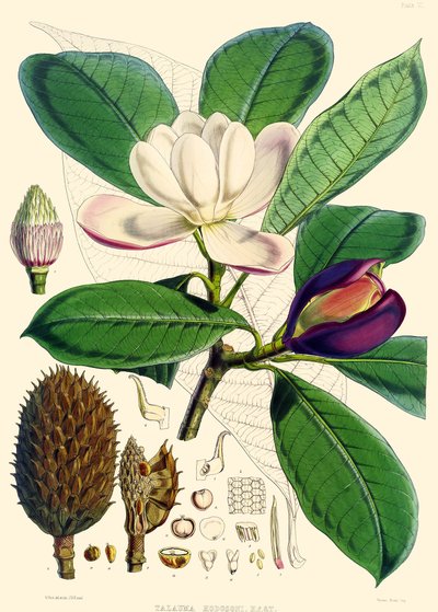 Magnolia hodgsonii，1855 作者 约瑟夫·道尔顿·胡克