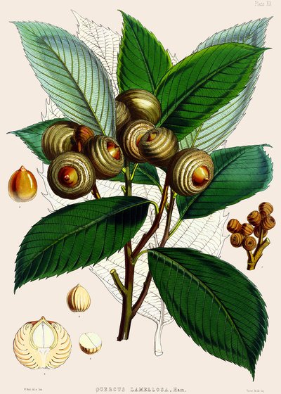 栎（Quercus lamellosa），1890年 作者 约瑟夫·道尔顿·胡克