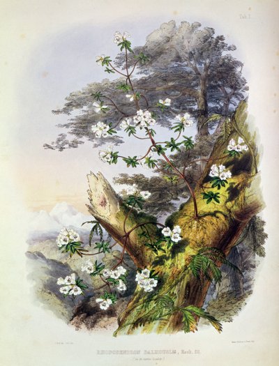 杜鹃花：达尔豪西，来自“锡金喜马拉雅山的杜鹃花”，由Reeve Benham和Reeve印制，1849-50（彩色石版画） 作者 约瑟夫·道尔顿·胡克