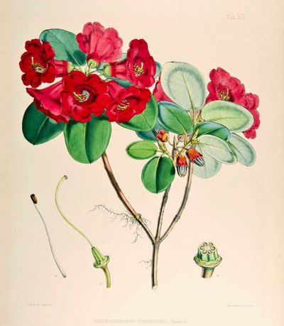 杜鹃花（Rhododendron thomsonii），1895年 作者 约瑟夫·道尔顿·胡克