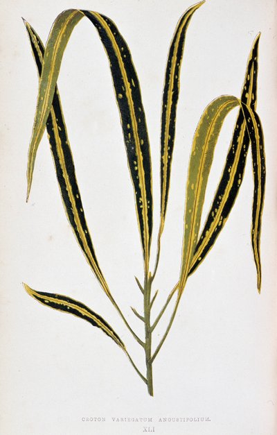 巴豆叶 variegatum angustifolium。彩叶植物 "中的植物图板。伦敦园艺学会成员爱德华-约瑟夫-洛和 W. 霍华德收集的用于装饰花园、温室和公寓的最杰出的物种。 作者 约瑟夫·爱德华和霍华德·W·洛