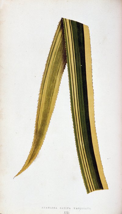 Ananassa Sativa Variegata 的叶子。彩叶植物中的植物板。 作者 约瑟夫·爱德华和霍华德·W·洛