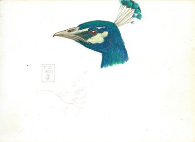 孔雀的头，11 IX，1900（铅笔，钢笔墨水和纸上的卫生纸） 作者 约瑟夫·爱德华·索撒尔
