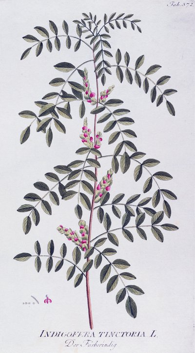 真正的蓝靛（Indigofera tinctoria），作者是约瑟夫-雅各布-冯-普伦克（1735-1807），来自维也纳Icones plantarum medicinalium。 作者 Joseph Jacob Plenck