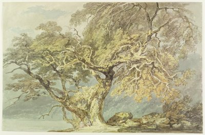 一棵伟大的树，c.1796（在纸上的石墨上） 作者 约瑟夫·马洛德·威廉·特纳