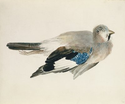 Jay，来自 The Farnley Book of Birds，c.1816（纸上铅笔和水彩） 作者 约瑟夫·马洛德·威廉·特纳