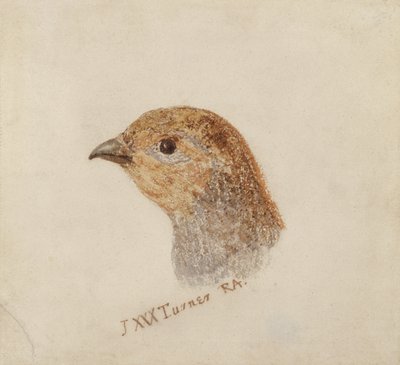 Partridge, from The Farnley Book of Birds, c.1816 (pencil and watercolor on paper) 作者 约瑟夫·马洛德·威廉·特纳