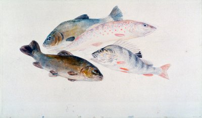 鱼的研究：两条T，一条鳟鱼和一条鲈鱼，c1822-1824。 作者 约瑟夫·马洛德·威廉·特纳