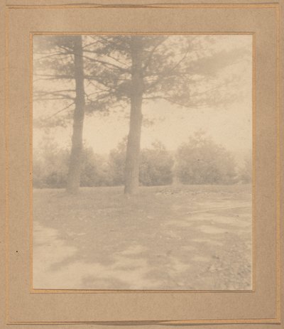 有树的风景，约 1900 年（照片1900 年（照片） 作者 约瑟夫·T·凯利