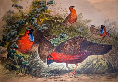 Horned Tragopan，1861年 作者 约瑟夫·沃尔夫
