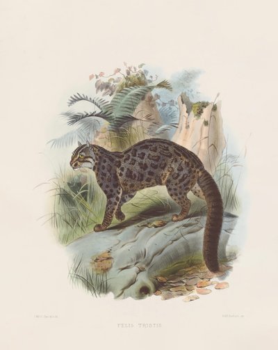 斒斓猫（Felis tristis） 作者 Joseph Wolf