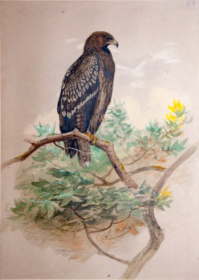 斑点鹰（Aquila clanga），1856-67 作者 Joseph Wolf