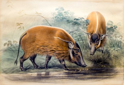 红河猪，1865年 作者 约瑟夫·沃尔夫