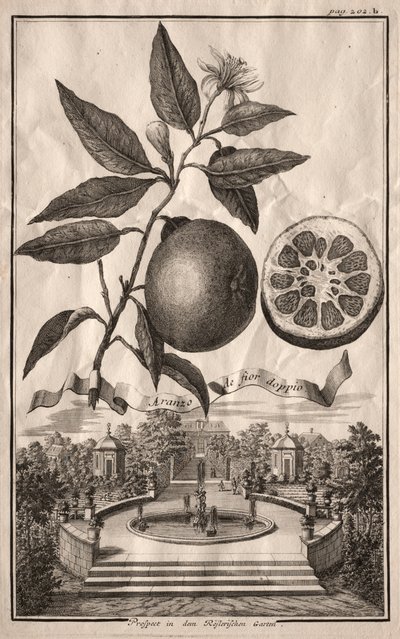 纽伦堡·海斯佩里德斯（Nurnbergische Hesperides）：阿兰佐·德·菲尔·杜尔（Aranzo de fior double），1714年。 作者 约瑟夫·德·蒙塔莱格里
