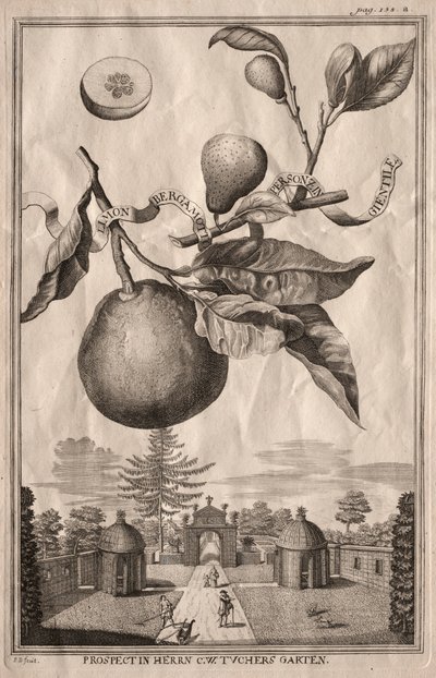 Nurnbergische Hesperides：柠檬香柠檬佛手柑，1714年。 作者 约瑟夫·德·蒙塔莱格里