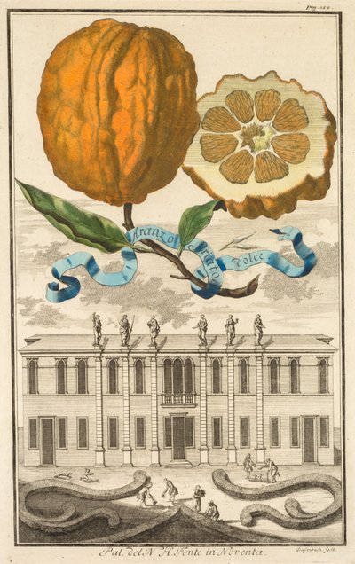 纽伦堡的Hesperides: No185 - 甜美的条纹午餐。诺文塔的N.H.方特宫，约1708年。 作者 约瑟夫·德·蒙塔莱格里